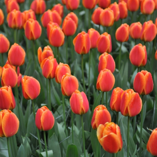 Tulips - De Vroomen