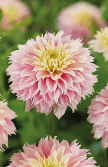 2025 Spring - Must Have Dahlias