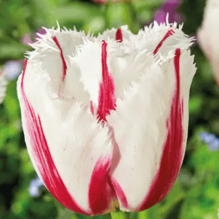 Fantastic New Tulip Varieties Available this Fall!