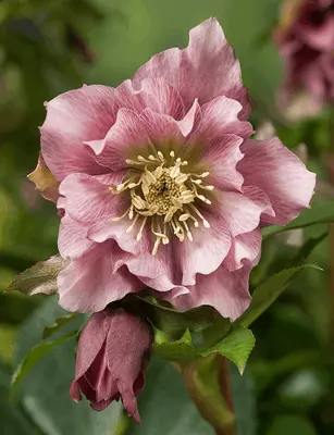 Helleborus - The Christmas Rose