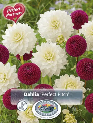 Spring 2025 - Create Perfect Gardens With Perfect Partners Blends®