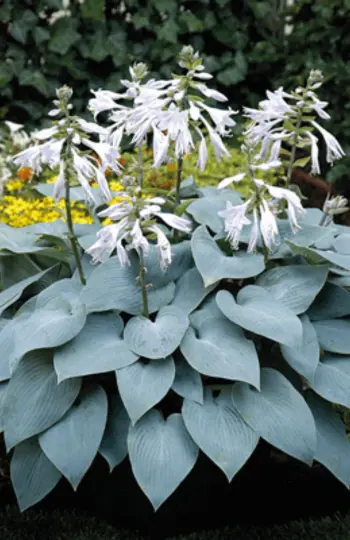 Spring 2025 - Hostas