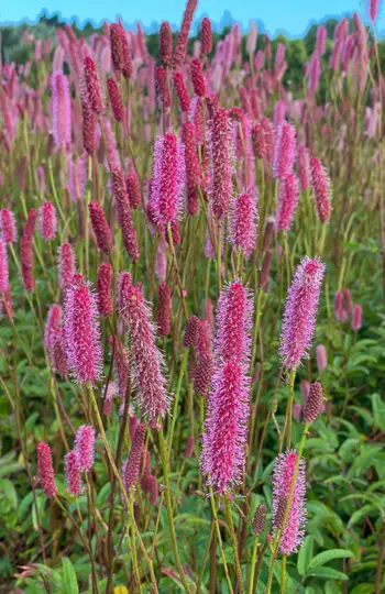 Spring 2025 - Sanguisorba