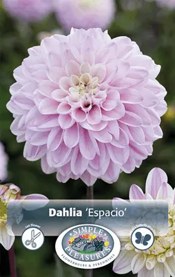 Spring Retail 2025 - Thrilling New Dahlias