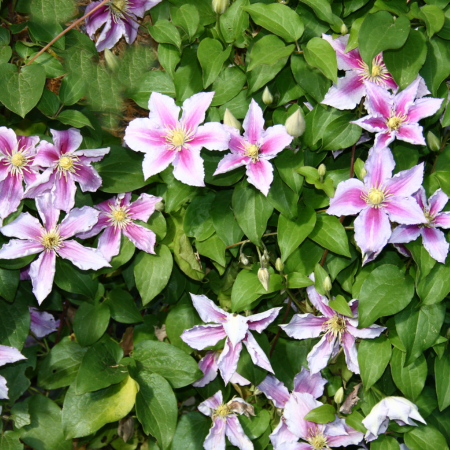 Clematis