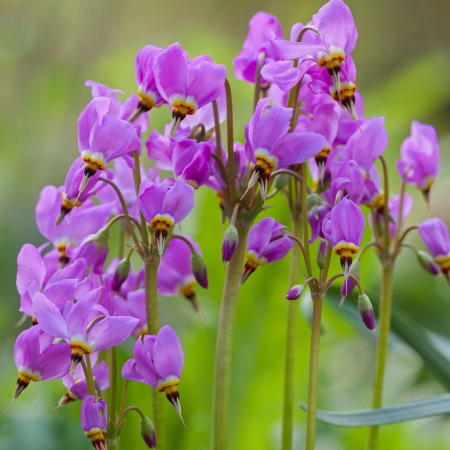 Dodecatheon