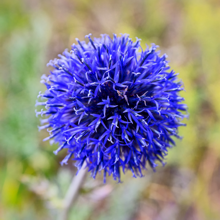 Echinops