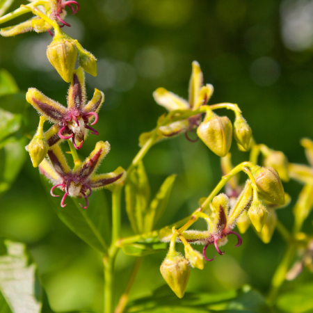 Epimedium