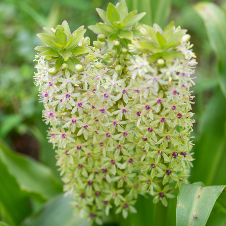 Eucomis