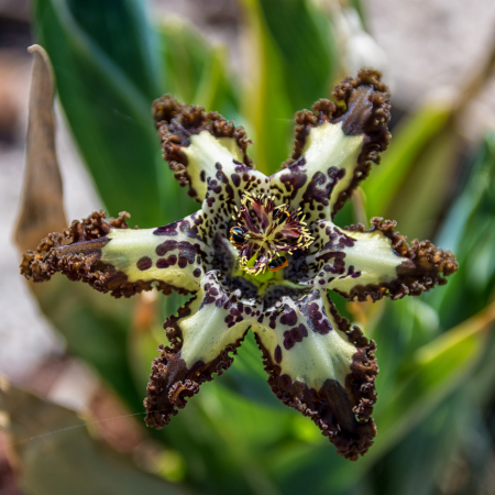 Ferraria