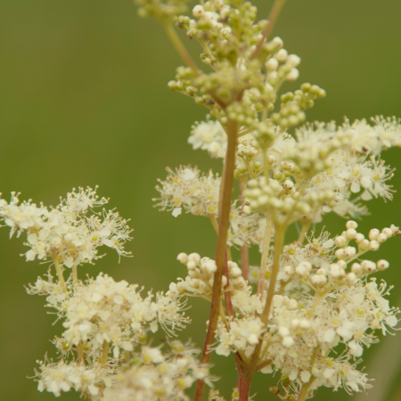 Filipendula