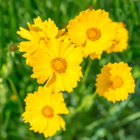 Heliopsis