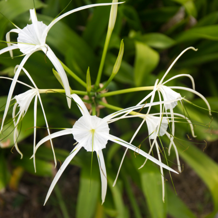 Hymenocallis