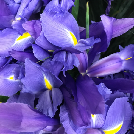 Iris