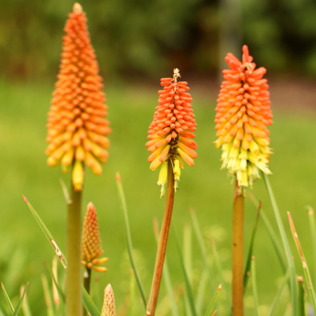 Kniphofia