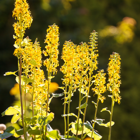 Ligularia