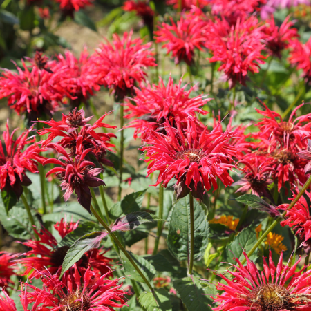 Monarda