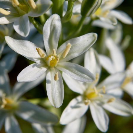 Ornithogalum