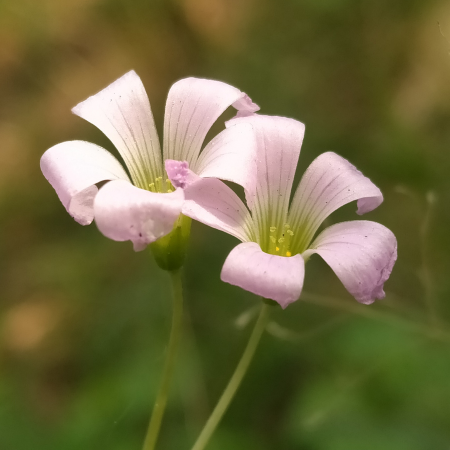 Oxalis