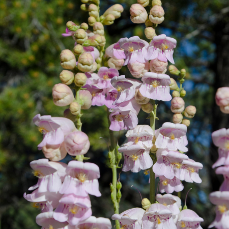 Penstemon