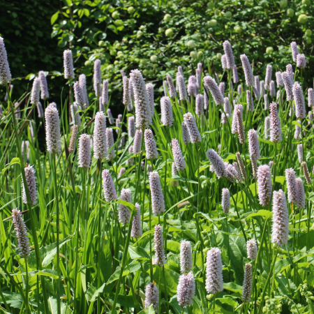 Persicaria