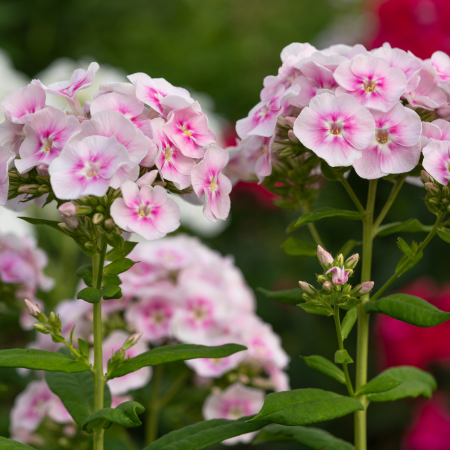 Phlox