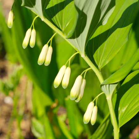 Polygonatum