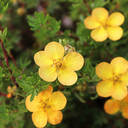 Potentilla