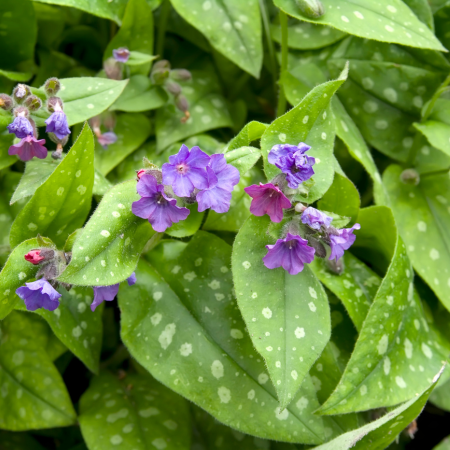 Pulmonaria