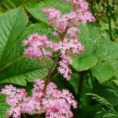 Rodgersia