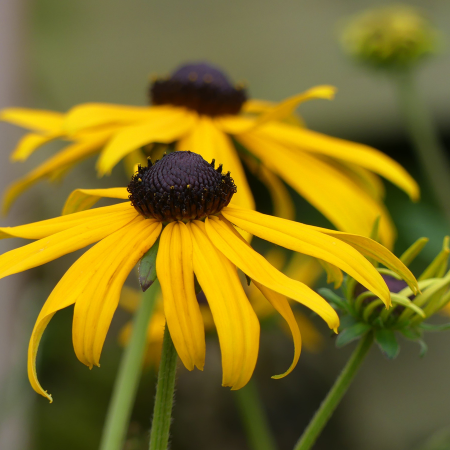 Rudbeckia