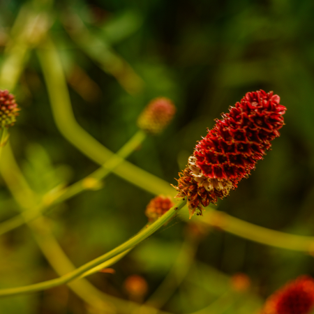 Sanguisorba