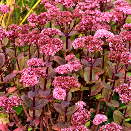 Sedum