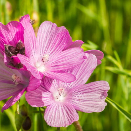 Sidalcea