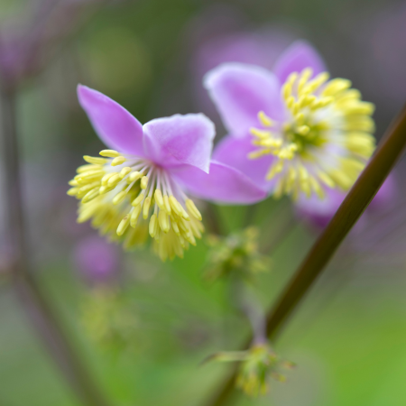 Thalictrum