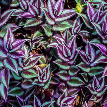 Tradescantia