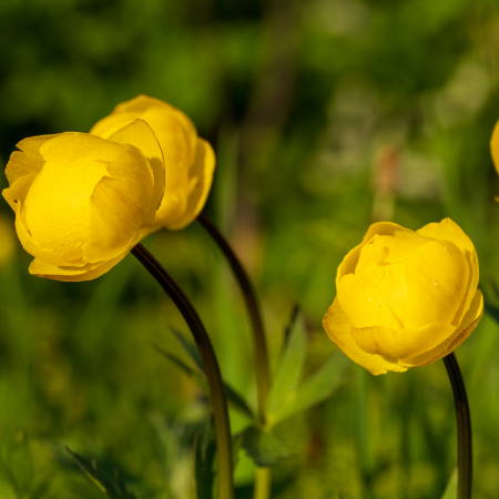 Trollius