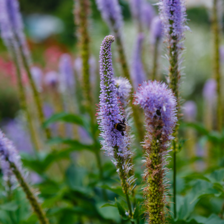 Veronicastrum