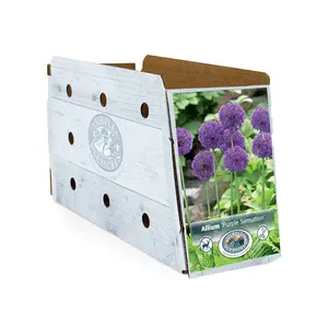 Allium Aflatunense Purple Sensation | Cappers 5 x 15 - image 2