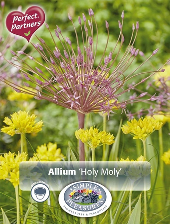Allium Blend Holy Moly | Cappers 25 x 16 - image 4