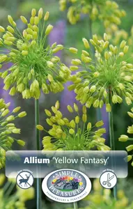 Allium Yellow Fantasy | Cappers 10 x 25 - image 2