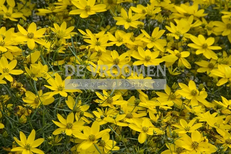Coreopsis Zagreb | 250 pce