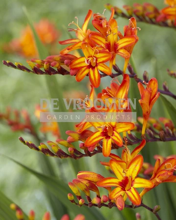 Crocosmia Fire Starter | 1000 pce