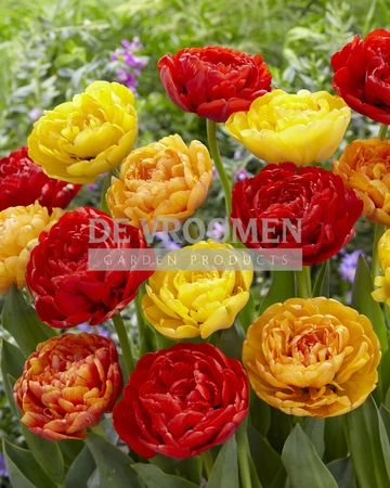 Tulip Volcano Peonies Blend | 50 pce