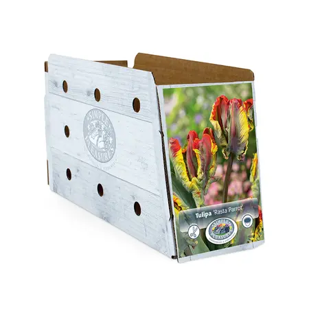Tulipa Parrot Rasta | Cappers 5 x 20 - image 2